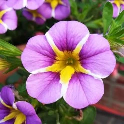 Zauberglöckchen 'Rave® Blue' Lila-gelb, Topf-Ø 13 Cm, 6er-Set -Pflanzen Paradies Verkauf 0613160049 Calibrachoa Rave Blue 1 89024