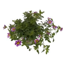 Zauberglöckchen 'Rave® Blue' Lila-gelb, Topf-Ø 13 Cm, 6er-Set -Pflanzen Paradies Verkauf 0613160049 KB Calibrachoa T13 Rave Blue 6er Set 2 93309
