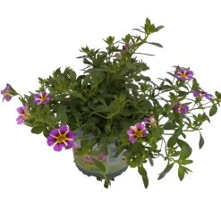 Zauberglöckchen 'Rave® Blue' Lila-gelb, Topf-Ø 13 Cm, 6er-Set -Pflanzen Paradies Verkauf 0613160049 KB Calibrachoa T13 Rave Blue 6er Set 4 93308