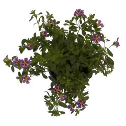 Zauberglöckchen 'Rave® Blue' Lila-gelb, Topf-Ø 13 Cm, 6er-Set -Pflanzen Paradies Verkauf 0613160049 KB Calibrachoa T13 Rave Blue 6er Set 8 93310