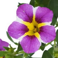 Zauberglöckchen 'Rave® Blue' Lila-gelb, Topf-Ø 13 Cm, 6er-Set -Pflanzen Paradies Verkauf 0613160049 KB Calibrachoa T13 Rave Blue 6er Set 9 93307