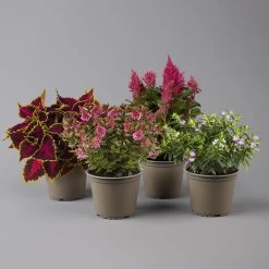 Pflanzenset 'Spätsommer-Zeit' Rosa-pink, Topf-Ø 12 Cm, 4er-Set -Pflanzen Paradies Verkauf 0615400007 KB Spaetsommer Zeit T12 4er Set lila rot 1 126426