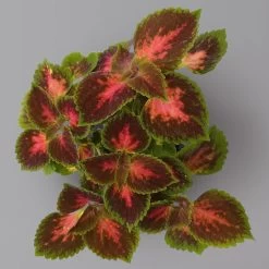 Pflanzenset 'Spätsommer-Zeit' Rosa-pink, Topf-Ø 12 Cm, 4er-Set -Pflanzen Paradies Verkauf 0615400007 KB Spaetsommer Zeit T12 4er Set lila rot 2 126430