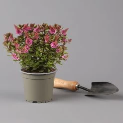 Pflanzenset 'Spätsommer-Zeit' Rosa-pink, Topf-Ø 12 Cm, 4er-Set -Pflanzen Paradies Verkauf 0615400007 KB Spaetsommer Zeit T12 4er Set lila rot 3 126429