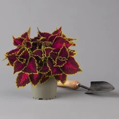 Pflanzenset 'Spätsommer-Zeit' Rosa-pink, Topf-Ø 12 Cm, 4er-Set -Pflanzen Paradies Verkauf 0615400007 KB Spaetsommer Zeit T12 4er Set lila rot 4 126428