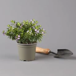 Pflanzenset 'Spätsommer-Zeit' Rosa-pink, Topf-Ø 12 Cm, 4er-Set -Pflanzen Paradies Verkauf 0615400007 KB Spaetsommer Zeit T12 4er Set lila rot 5 126427