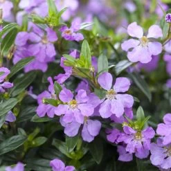 Pflanzenset 'Spätsommer-Zeit' Rosa-pink, Topf-Ø 12 Cm, 4er-Set -Pflanzen Paradies Verkauf 0615400007 KB Spaetsommer Zeit T12 4er Set lila rot 9 126432