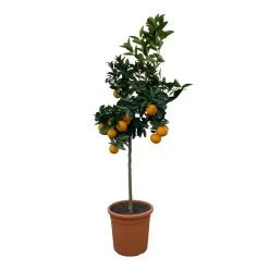 Orangenbaum, Stamm, Topf-Ø Ca. 22 Cm, Höhe Ca. 70 Cm -Pflanzen Paradies Verkauf 0630100030 KB Citrus sinensis Stamm T33 11 104310