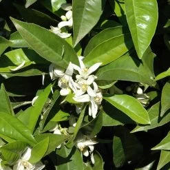 Orangenbaum, Stamm, Topf-Ø Ca. 22 Cm, Höhe Ca. 70 Cm -Pflanzen Paradies Verkauf 0630100030 KB Citrus sinensis Stamm T33 1 88065