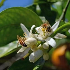Orangenbaum, Stamm, Topf-Ø Ca. 22 Cm, Höhe Ca. 70 Cm -Pflanzen Paradies Verkauf 0630100030 KB Citrus sinensis Stamm T33 4 87842