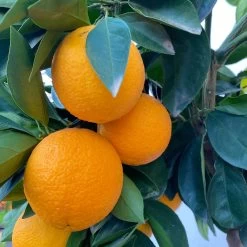 Orangenbaum, Stamm, Topf-Ø Ca. 22 Cm, Höhe Ca. 70 Cm -Pflanzen Paradies Verkauf 0630100030 KB Citrus sinensis Stamm T33 6 104198