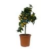 Kumquat, Stamm, Topf-Ø 22 Cm 1 Kumquat, Stamm, Topf-Ø 22 Cm -Pflanzen Paradies Verkauf 0630100261 KB Citrus fort marg Stamm T22 3 104313