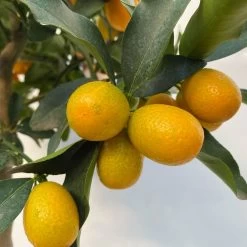 Kumquat, Stamm, Topf-Ø 22 Cm 25 Kumquat, Stamm, Topf-Ø 22 Cm -Pflanzen Paradies Verkauf 0630100261 KB Citrus fort marg Stamm T22 7 104208