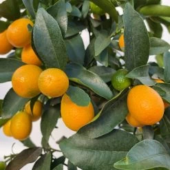 Kumquat, Stamm, Topf-Ø 22 Cm 24 Kumquat, Stamm, Topf-Ø 22 Cm -Pflanzen Paradies Verkauf 0630100261 KB Citrus fort marg Stamm T22 8 104207