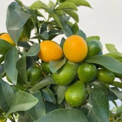 Kumquat, Stamm, Topf-Ø 22 Cm 23 Kumquat, Stamm, Topf-Ø 22 Cm -Pflanzen Paradies Verkauf 0630100261 KB Citrus fort marg Stamm T22 9 104206