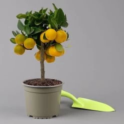 Calamondin, Mini-Stamm, Topf-Ø 15 Cm