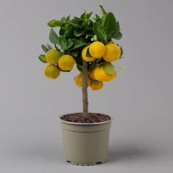 Calamondin, Mini-Stamm, Topf-Ø 15 Cm -Pflanzen Paradies Verkauf 0630100430 K.B.Citrus madurensis Mini Stamm T15 2 125568