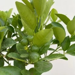 Calamondin, Mini-Stamm, Topf-Ø 15 Cm -Pflanzen Paradies Verkauf 0630100430 KB Citrus madurensis Mini Stamm T15 6 104210