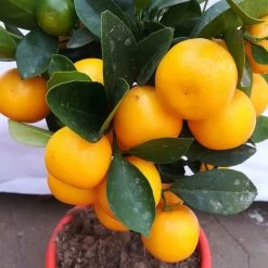 Calamondin, Mini-Stamm, Topf-Ø 15 Cm -Pflanzen Paradies Verkauf 0630100430 KB Citrus madurensis Stamm T15 H40 Calamondin farbiger Topf 5 78894