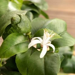 Zitronenbaum, Stamm, Topf-Ø 33 Cm, Höhe Ca. 150 Cm -Pflanzen Paradies Verkauf 0630100481 Citrus limon Bluete GS624989 Citrus limon 77068 1