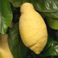 Zitronenbaum, Mini-Stamm, Topf-Ø 15 Cm, Höhe Ca. 40 Cm -Pflanzen Paradies Verkauf 0630100481 Citrus limon Frucht am Zweig GS426522 Citrus limon 77067