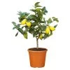 Zitronenbaum, Stamm, Topf-Ø 22 Cm, Höhe Ca. 70 Cm -Pflanzen Paradies Verkauf 0630100481 KB citrus limon Zitronenstamm T22 PRINT 77065