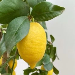 Zitronenbaum, Stamm, Topf-Ø 33 Cm, Höhe Ca. 150 Cm -Pflanzen Paradies Verkauf 0630100696 KB Citrus limon Stamm T33 2 90763