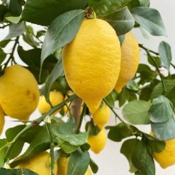 Zitronenbaum, Stamm, Topf-Ø 33 Cm, Höhe Ca. 150 Cm -Pflanzen Paradies Verkauf 0630100696 KB Citrus limon Stamm T33 3 90762