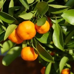 Clementine, Stamm, Topf-Ø Ca. 22 Cm, Höhe Ca. 70 - 80 Cm -Pflanzen Paradies Verkauf 0630100698 KB Citrus clementina Stamm T33 1 87844