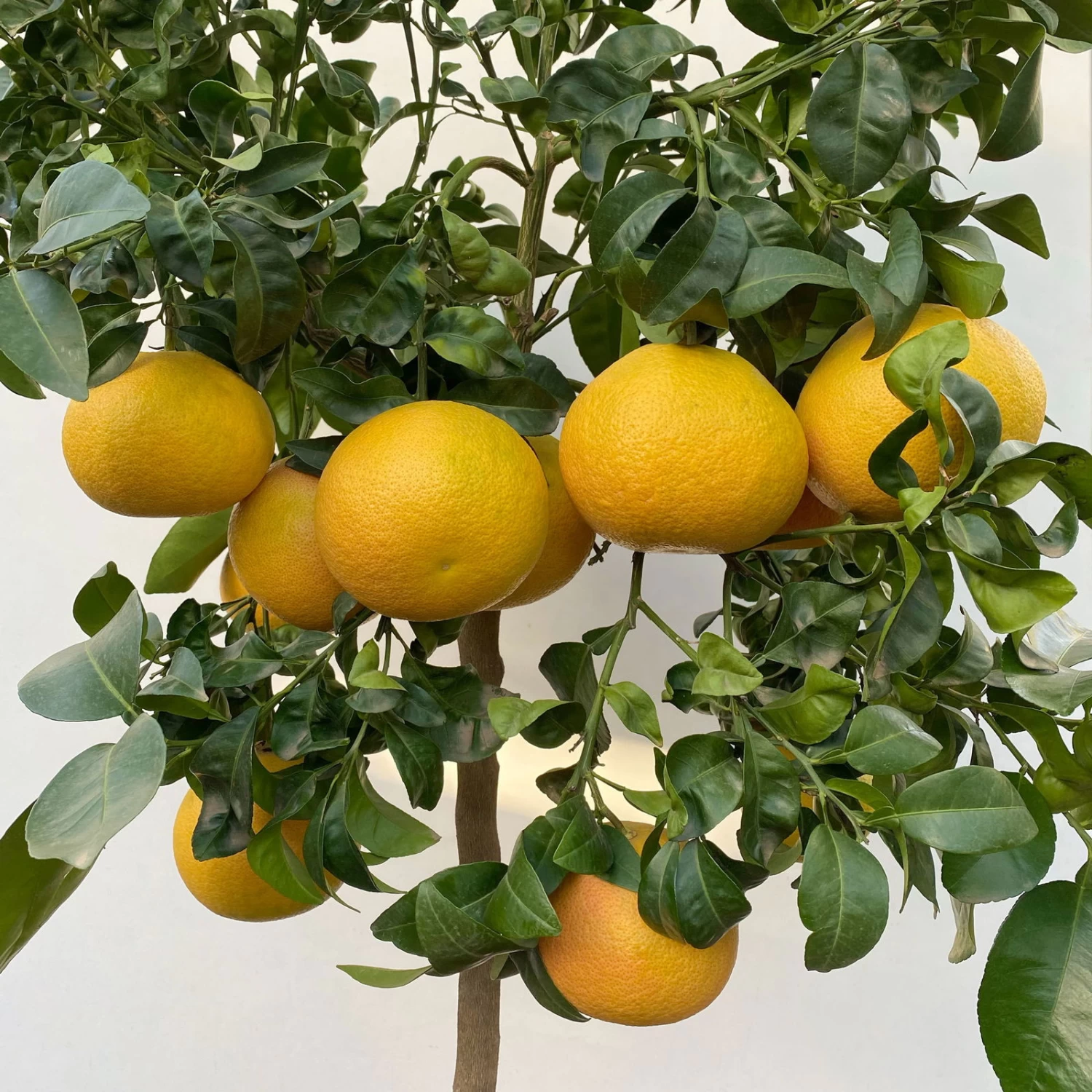 Grapefruitbaum, Stamm, Topf-Ø 22 Cm, Höhe Ca. 70 - 80 Cm 4 Grapefruitbaum, Stamm, Topf-Ø 22 Cm, Höhe Ca. 70 - 80 Cm – Bild 2