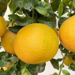 Grapefruitbaum, Stamm, Topf-Ø 22 Cm, Höhe Ca. 70 - 80 Cm 11 Grapefruitbaum, Stamm, Topf-Ø 22 Cm, Höhe Ca. 70 - 80 Cm -Pflanzen Paradies Verkauf 0630100702 KB Citrus Paradisi Stamm T33 18 104218