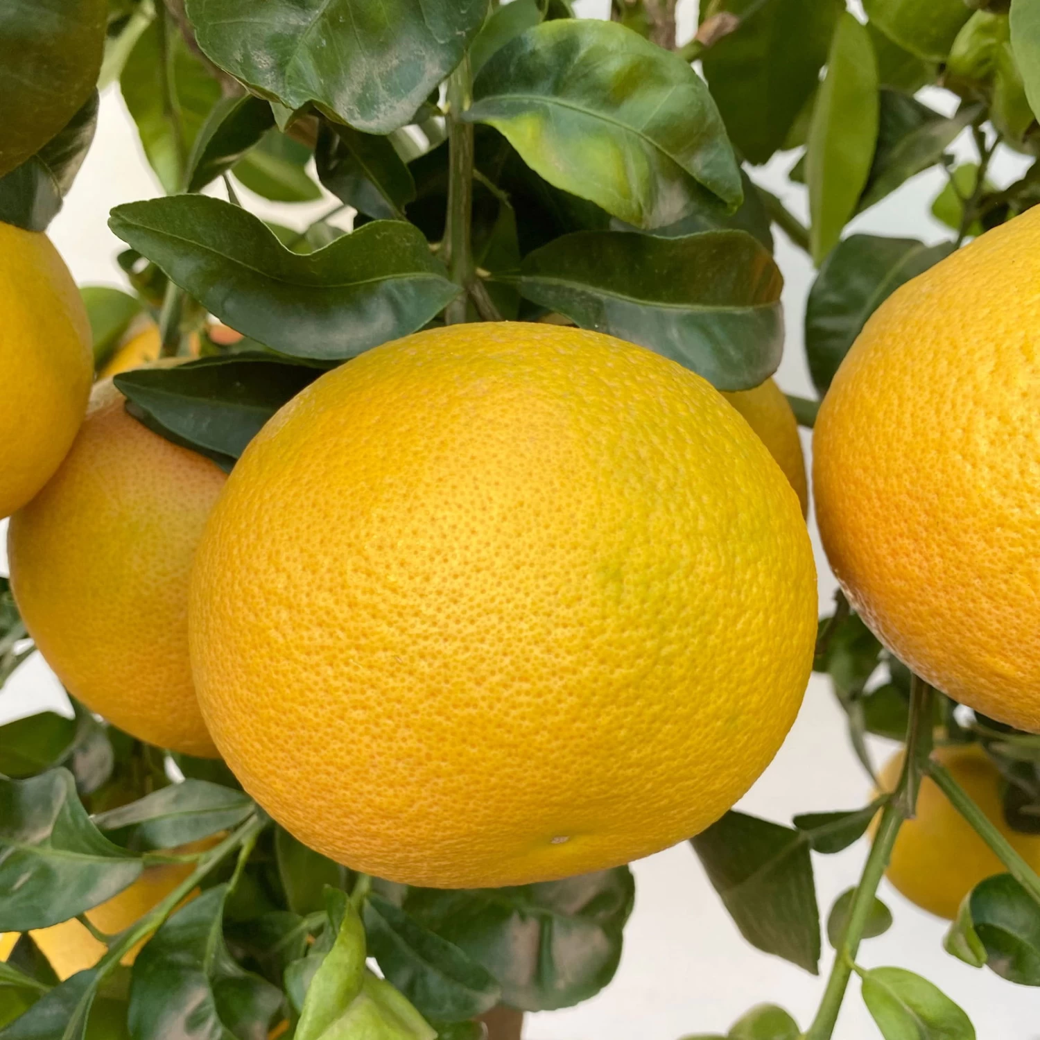 Grapefruitbaum, Stamm, Topf-Ø 22 Cm, Höhe Ca. 70 - 80 Cm 5 Grapefruitbaum, Stamm, Topf-Ø 22 Cm, Höhe Ca. 70 - 80 Cm – Bild 3