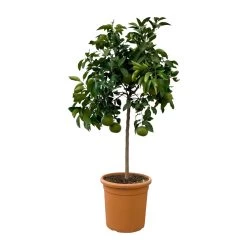 Grapefruitbaum, Stamm, Topf-Ø Ca. 33 Cm, Höhe Ca. 150 Cm -Pflanzen Paradies Verkauf 0630100702 KB Citrus Paradisi Stamm T33 2 104321