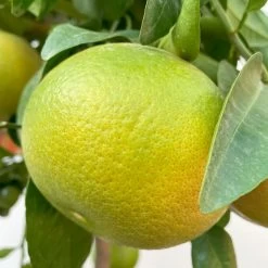 Grapefruitbaum, Stamm, Topf-Ø 22 Cm, Höhe Ca. 70 - 80 Cm 13 Grapefruitbaum, Stamm, Topf-Ø 22 Cm, Höhe Ca. 70 - 80 Cm -Pflanzen Paradies Verkauf 0630100702 KB Citrus Paradisi Stamm T33 6 104221