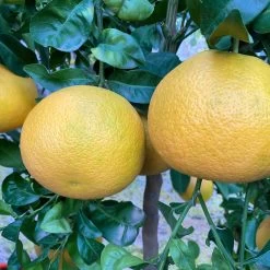 Grapefruitbaum, Stamm, Topf-Ø Ca. 33 Cm, Höhe Ca. 150 Cm -Pflanzen Paradies Verkauf 0630100702 KB Citrus Paradisi Stamm T33 9 104219 1