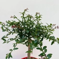 Fingerlimette, Topf-Ø 15 Cm, Höhe Ca. 40 Cm -Pflanzen Paradies Verkauf 0630100709 Microcitrus australasica Stamm Fingerlimette 4 109821