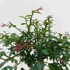 Fingerlimette, Topf-Ø 15 Cm, Höhe Ca. 40 Cm -Pflanzen Paradies Verkauf 0630100709 Microcitrus australasica Stamm Fingerlimette 5 109822