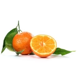 Clementine, Stamm, Topf-Ø Ca. 22 Cm, Höhe Ca. 70 - 80 Cm -Pflanzen Paradies Verkauf 0630100712 0630100713 KB Citrus clementina Stamm WS 98317