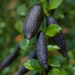 Fingerlimette, Topf-Ø 15 Cm, Höhe Ca. 40 Cm -Pflanzen Paradies Verkauf 0630100735 Citrus australasica Stamm T20 H60 70 WS 1 98314