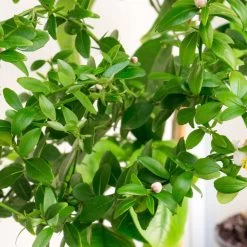 Fingerlimette, Topf-Ø 15 Cm, Höhe Ca. 40 Cm -Pflanzen Paradies Verkauf 0630100735 Citrus australasica Stamm T20 H60 70 WS 3 98313