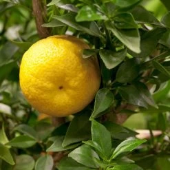 Citrus Myrtifolia, Stamm, Topf-Ø 20 Cm, Höhe Ca. 60 Cm 21 Citrus Myrtifolia, Stamm, Topf-Ø 20 Cm, Höhe Ca. 60 Cm -Pflanzen Paradies Verkauf 0630400005 Citrus myrtifolia Stamm T20 1 104274