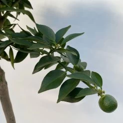 Citrus Myrtifolia, Stamm, Topf-Ø 20 Cm, Höhe Ca. 60 Cm 23 Citrus Myrtifolia, Stamm, Topf-Ø 20 Cm, Höhe Ca. 60 Cm -Pflanzen Paradies Verkauf 0630400005 Citrus myrtifolia Stamm T20 7 104276