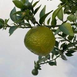 Citrus Myrtifolia, Stamm, Topf-Ø 20 Cm, Höhe Ca. 60 Cm 22 Citrus Myrtifolia, Stamm, Topf-Ø 20 Cm, Höhe Ca. 60 Cm -Pflanzen Paradies Verkauf 0630400005 Citrus myrtifolia Stamm T20 8 104275