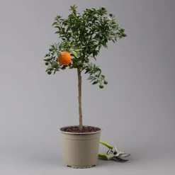 Citrus Myrtifolia, Stamm, Topf-Ø 20 Cm, Höhe Ca. 60 Cm