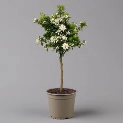 Citrus Myrtifolia, Stamm, Topf-Ø 20 Cm, Höhe Ca. 60 Cm 16 Citrus Myrtifolia, Stamm, Topf-Ø 20 Cm, Höhe Ca. 60 Cm -Pflanzen Paradies Verkauf 0630400005 Citrus myrtifolia Stamm T20 Chinotto H60 2 125609