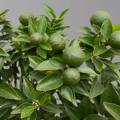 Citrus Myrtifolia, Stamm, Topf-Ø 20 Cm, Höhe Ca. 60 Cm 19 Citrus Myrtifolia, Stamm, Topf-Ø 20 Cm, Höhe Ca. 60 Cm -Pflanzen Paradies Verkauf 0630400005 Citrus myrtifolia Stamm T20 Chinotto H60 5 125608