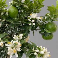 Citrus Myrtifolia, Stamm, Topf-Ø 20 Cm, Höhe Ca. 60 Cm 17 Citrus Myrtifolia, Stamm, Topf-Ø 20 Cm, Höhe Ca. 60 Cm -Pflanzen Paradies Verkauf 0630400005 Citrus myrtifolia Stamm T20 Chinotto H60 7 125607