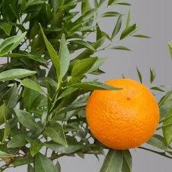 Mandarinenbaum, Stamm, Topf-Ø Ca. 20 Cm, Höhe Ca. 70 Cm -Pflanzen Paradies Verkauf 0630400012 Citrus reticulata Stamm T20 3162 H70 1 125613