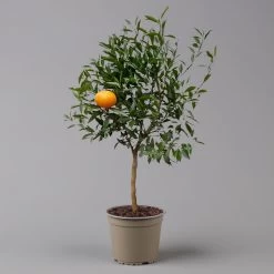 Mandarinenbaum, Stamm, Topf-Ø Ca. 20 Cm, Höhe Ca. 70 Cm -Pflanzen Paradies Verkauf 0630400012 Citrus reticulata Stamm T20 3162 H70 3 125615