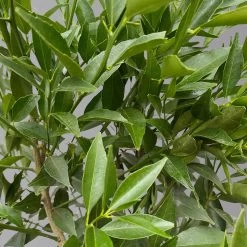 Mandarinenbaum, Stamm, Topf-Ø Ca. 20 Cm, Höhe Ca. 70 Cm -Pflanzen Paradies Verkauf 0630400012 Citrus reticulata Stamm T20 3162 H70 4 125614